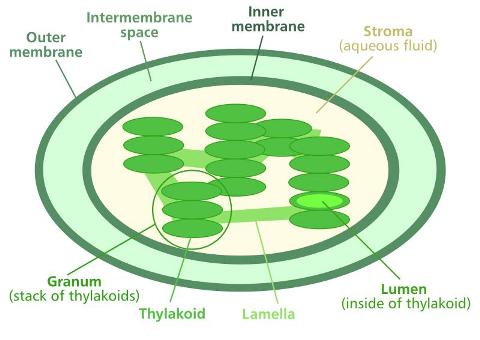 Biología para niños: Cloroplastos de las células vegetales