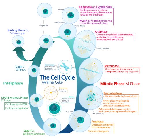 Biología para niños: División y ciclo celular