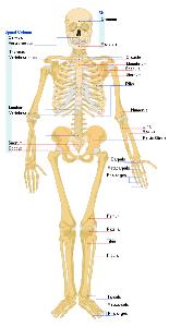 Science for Kids: Huesos y esqueleto humano