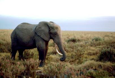 Elefantes: Aprende sobre el animal terrestre más grande.