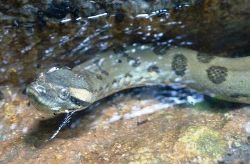 Animales para niños: Serpiente anaconda verde