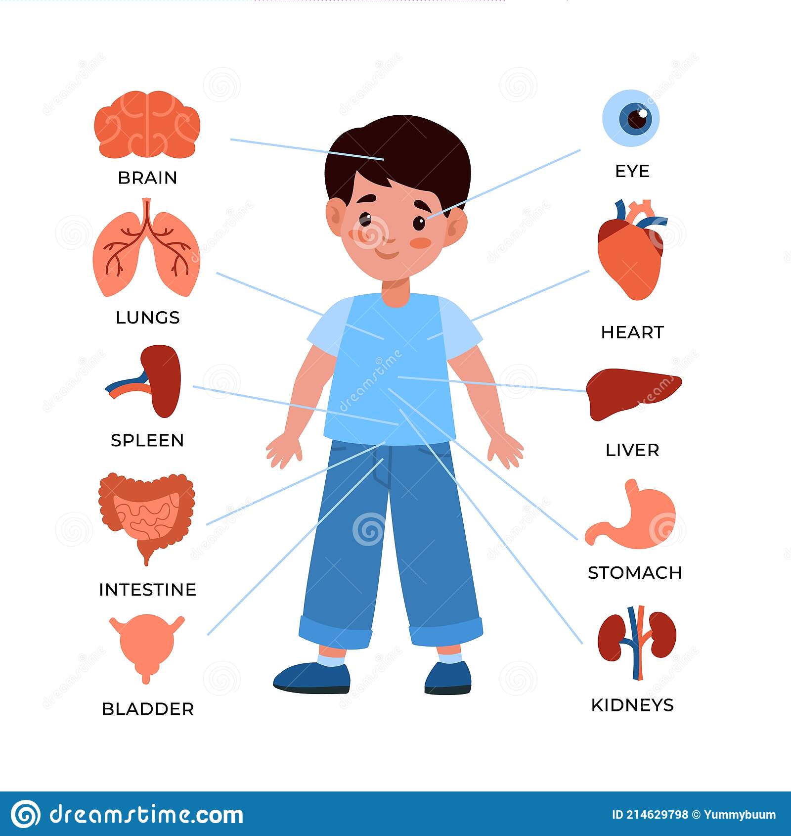 子供のための生物学：器官