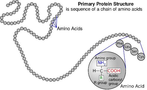 子供のための生物学: タンパク質とアミノ酸