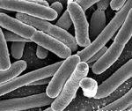 Наука для дітей: бактерії та мікроби