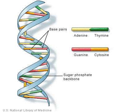 子供のための生物学：DNAと遺伝子