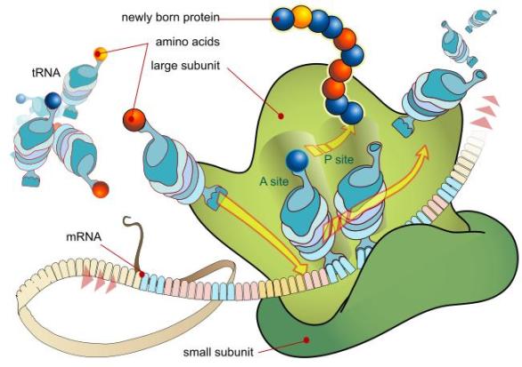 Биология за деца: Клетка Рибозома