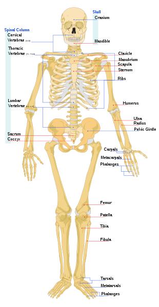 子供のための生物学：人間の骨のリスト