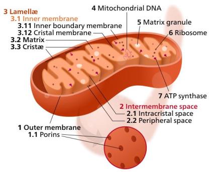Биология за деца: Клетъчни митохондрии
