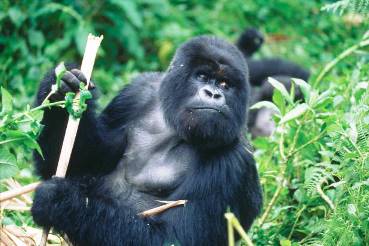 Animales: Gorila