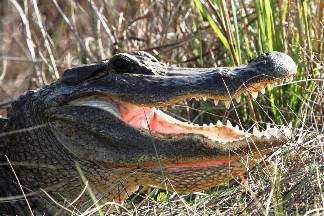 Aligátores y cocodrilos para niños: aprenda sobre estos reptiles gigantes.
