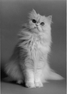 動物：ペルシャ猫