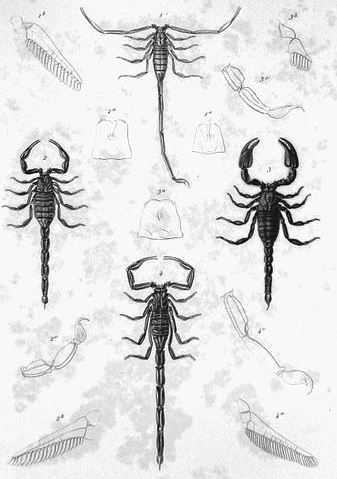 Eläimet: skorpionit