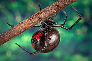 La araña viuda negra para niños: aprenda sobre este arácnido venenoso.