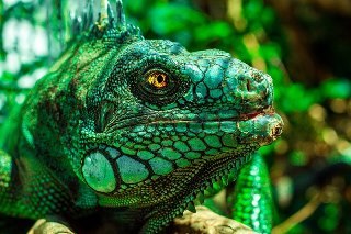 Iguana verde per bambini: lucertola gigante della foresta pluviale.
