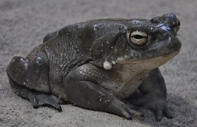Животни: Речна жаба от Колорадо