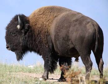Gyvūnai vaikams: amerikietiškieji bizonai arba buivolai