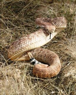 Східна діамантова гримуча змія: дізнайтеся про цю небезпечну отруйну змію.