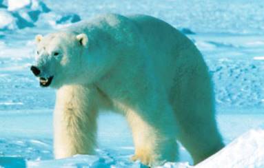Osos polares: aprende sobre estes animais brancos xigantes.
