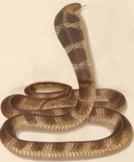 Dieren: King Cobra Snake