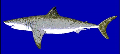 Weißer Hai: Erfahren Sie mehr über diesen furchterregenden Fisch.