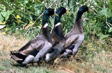Mallard Ducks: aprende sobre esta ave popular.