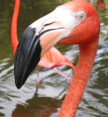 Animales: Pájaro flamenco rosa