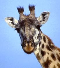 Жираф: дізнайтеся все про найвищу тварину на землі.