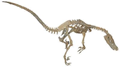 Živali: dinozaver Velociraptor