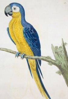 Animaliak: Macaw txoria urdina eta horia