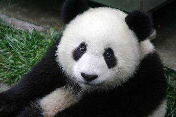 Nəhəng Panda: Sevimli görünən ayı haqqında məlumat əldə edin.
