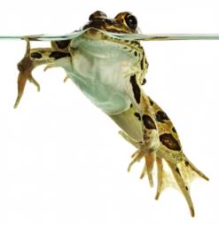 Amphibians សម្រាប់កុមារ៖ កង្កែប Salamanders និង Toads