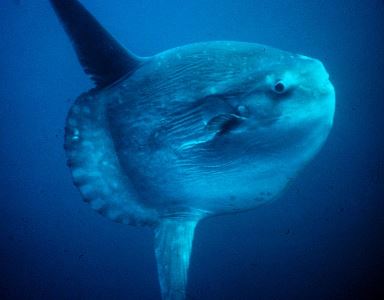 Beathaichean: Ocean Sunfish no Mola Fish