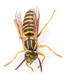 Yellowjacket Wasp: aprende sobre este insecto urticante negro e amarelo