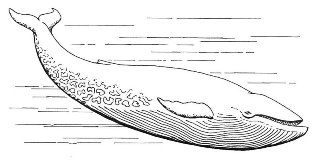 Whale Şîn: Li ser mammalê dêw fêr bibin.