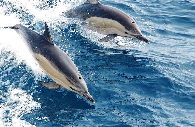 Дельфіни: дізнайтеся про цього грайливого морського ссавця.