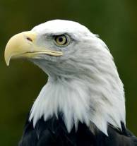 Dyr for børn: Bald Eagle