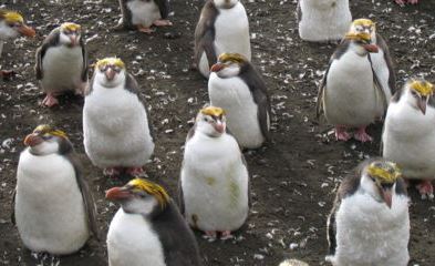 Пингвини: Научете повече за тези плуващи птици.
