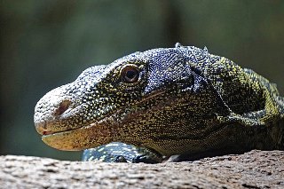 Állatok: Komodói sárkány